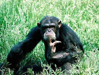 Animals, Grass, Sit, Meditation, Speculation, Chimpanzee HD wallpaper