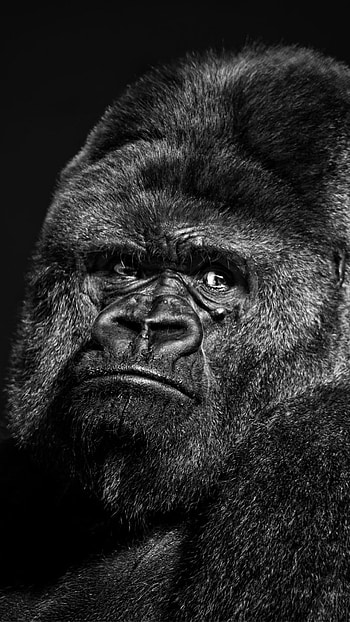 Wild gorilla, Natural habitat, Powerful creature, Wildlife wonder HD phone wallpaper