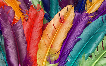 Bird feather , Avian beauty, Feathered creatures, Nature's art HD wallpaper