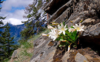 Lewisia wildflowers blooming in mountains, North Cascades National Park, Washington, plants, blossoms, petals, clouds, trees, sky, rocks, mountains HD wallpaper