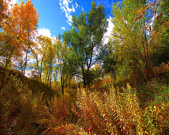 Lush Autumn , autumn HD wallpaper