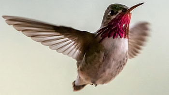 Hummingbird, hummingbird, macro HD wallpaper
