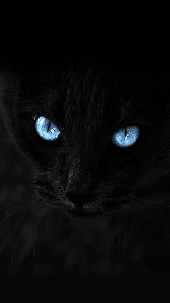 6 plus cat blue eyes 5 5 inches HD phone wallpaper