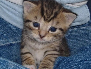 Little Cutie, little, cutie HD wallpaper