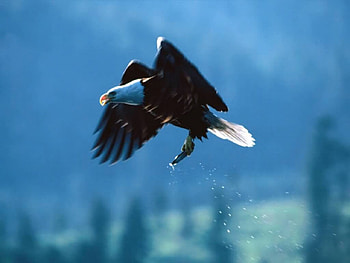 The Bald Eagle Fishing, bird of prew, white head, eagle, bald eagle HD wallpaper