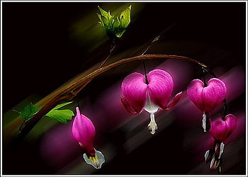 Bleeding, stem, green leaves, black background, pink and white, bleeding hearts HD wallpaper