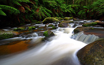 Nature, Rivers, Fern, Flow, Moss, Stream HD wallpaper