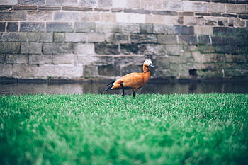 Animals, Grass, Bird, Wall, Duck HD wallpaper
