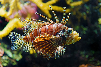LIONFISH, VENOMOUS, WATER, MARINE HD wallpaper