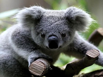 COALA, animal, bears, friendly, wild, little HD wallpaper