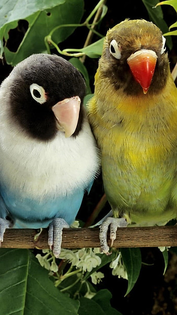 Love Birds, Beautiful Birds HD phone wallpaper