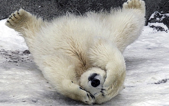 Polar bear , Breathtaking , Arctic beauty, quality HD wallpaper