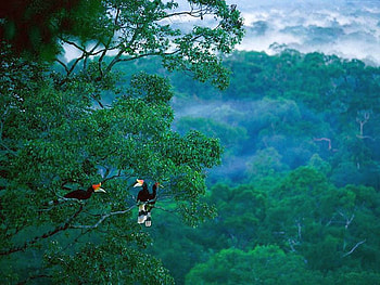 Birds in Forest, beautiful, birds, forest HD wallpaper