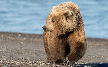 Animals, Stones, Sea, Shore, Bank, Brown, Bear HD wallpaper