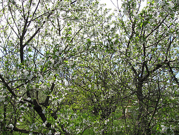 Spring, apple, cherry, blossom HD wallpaper