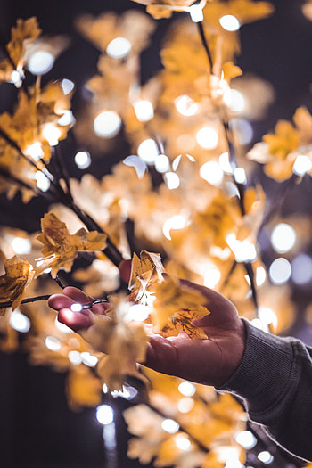 Leaves, Glare, Hand, Miscellanea, Miscellaneous, Blur, Smooth, Branches, Garland HD phone wallpaper