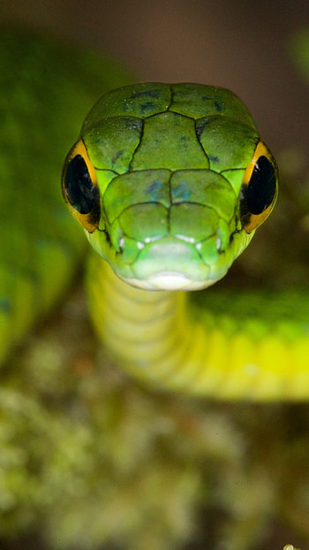 Snake, Verta Green HD phone wallpaper