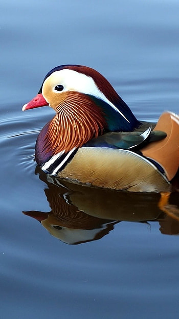 Mandarin Duck, Playing In The Water HD phone wallpaper