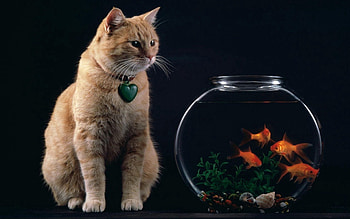 Animals, Fishes, Cat, Suspension, Heart, Aquarium HD wallpaper