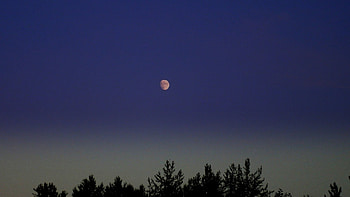 Rising Moon, moon, washington, trees, sky HD wallpaper