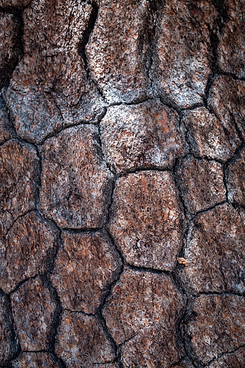 Macro, Wood, Tree, Texture, Textures, Cracks, Crack, Bark HD phone wallpaper