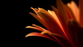 Flower, Macro, Petals, Shadow HD wallpaper
