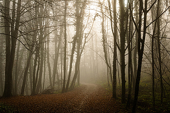 Nature, Leaves, Forest, Path, Gloomy, Gloomily HD wallpaper