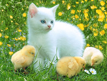 Cat, birds, pusyy cat HD wallpaper
