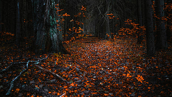 Forest resolution, leaf, nature, Forest, tree HD wallpaper