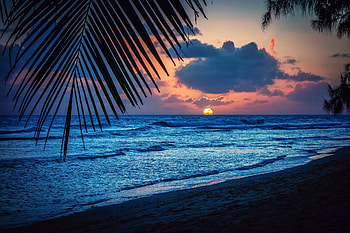 barbados caribbean night beach sunset sun palm sheet silhouette HD wallpaper