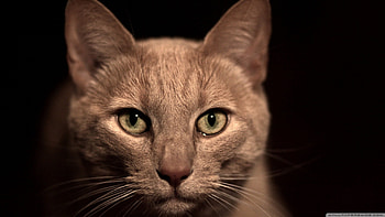 beige cat, face, cat, feline, beige HD wallpaper