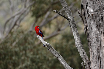 Animals, Parrots, Bright, Bird, Rosella, Raspberry Rosella HD wallpaper