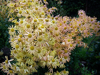 Flowers, Chrysanthemum, Greens, Garden, Lot HD wallpaper