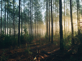 Nature, Trees, Shine, Light, Forest HD wallpaper