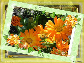 PRETTY DAISIES, PRETTY, DAISIES, FRAMED HD wallpaper