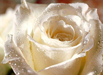 adi, nature, flowers HD wallpaper