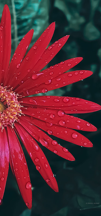 Flower, petal, terrestrial_plant HD phone wallpaper
