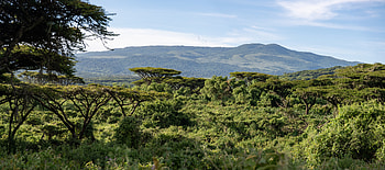 Nature, Grass, Bush, Branches, Safari, Hills HD wallpaper