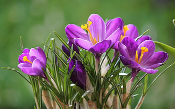 Crocuses, purple, pink, crocus, flower, green, spring, orange HD wallpaper
