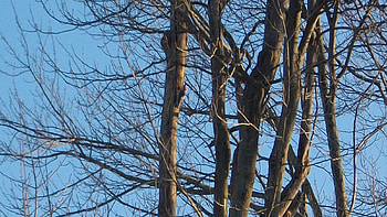 Downy Woodpecker, sky, bird, tree HD wallpaper