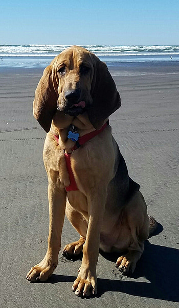 Bloodhound, Astro-themed ideas, Canine companions, Dog breed HD phone wallpaper