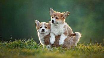 Two Brown White Corgi Dog Puppies Are Standing On Grass In Blur Green Background Dog HD wallpaper
