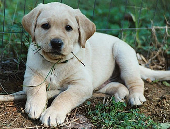 Puppy, dogs, puppys HD wallpaper