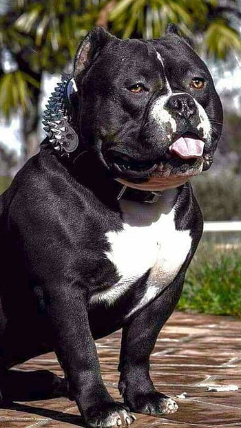 American Bully, Dog, Black, dog breeds HD phone wallpaper