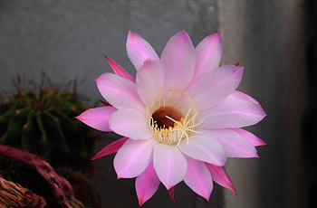 Flowers, Needle, Flower, Petals, Flowering, Bloom, Cactus HD wallpaper