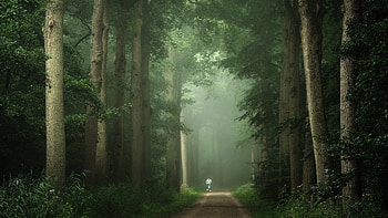 Path, nature, forest, tree HD wallpaper