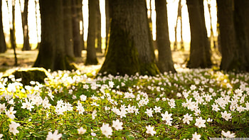 White forest flowers, scene, landscape, , grass, spring, tree, blossoms, nature, flowers, , forest HD wallpaper