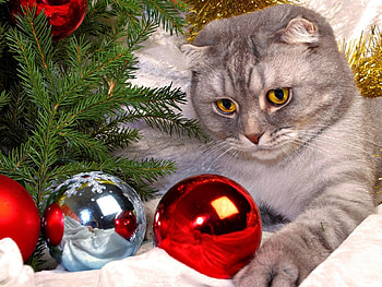 balls, Cats, Christmas, tree HD wallpaper