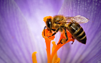 Flower, Macro, Petals, Bee, Pollination HD wallpaper