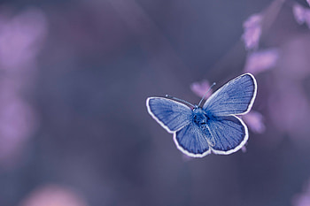Butterfly, animal, wings, life, flower HD wallpaper